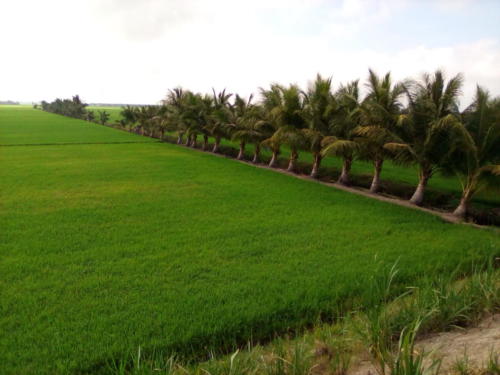 Rice field Mekong Delta