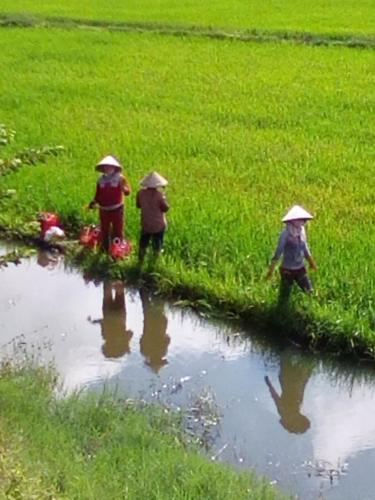 Working in the rice fields Mekong Delta